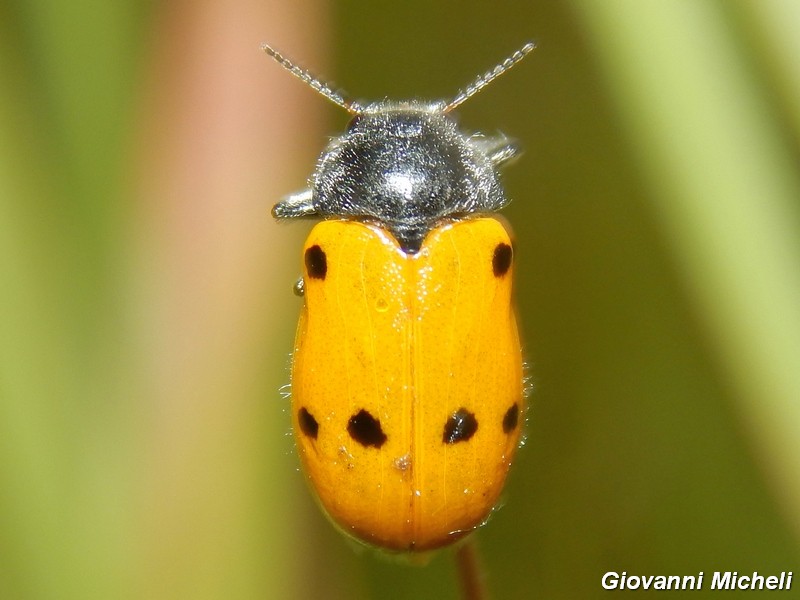 Serie di Chrysomelidae del Parco del Ticino